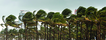 Hurricane Trees PCS